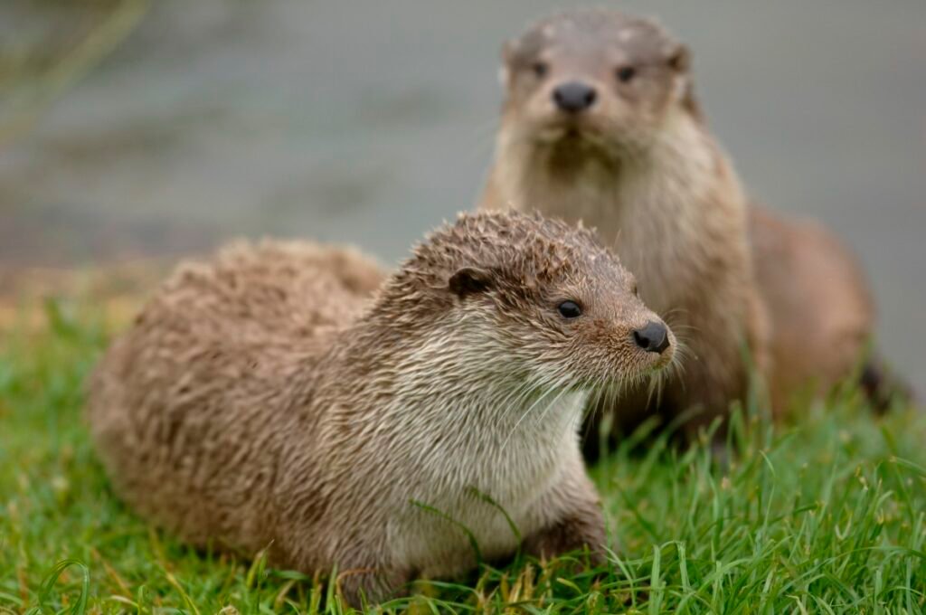 Exploring the Enchanting World of Sea Otter Refuge Viewpoint