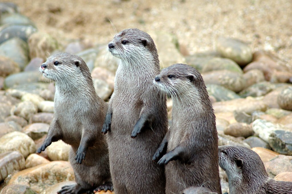 Exploring the Enchanting World of Sea Otter Refuge Viewpoint