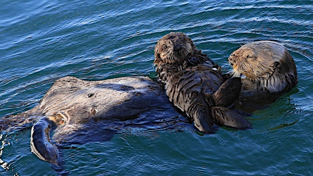 Exploring the Enchanting World of Sea Otter Refuge Viewpoint