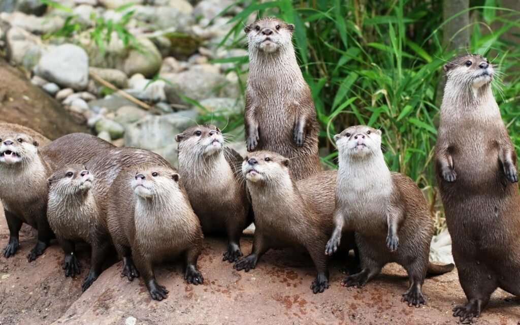 Exploring the Enchanting World of Sea Otter Refuge Viewpoint