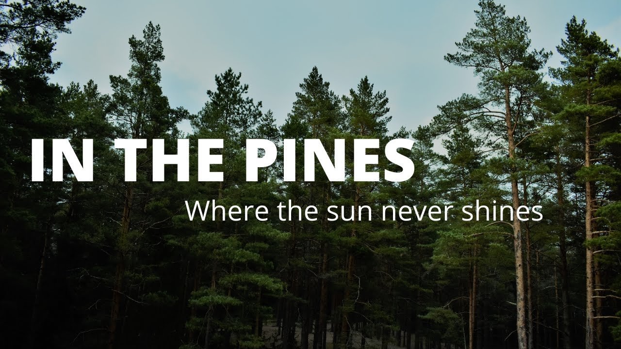 the pines resort